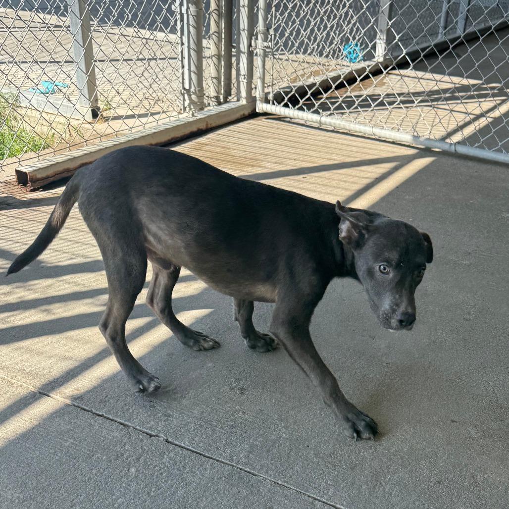Enlarge Ivan, a Adoptable Mixed Breed in Emporia, KS image 5/5