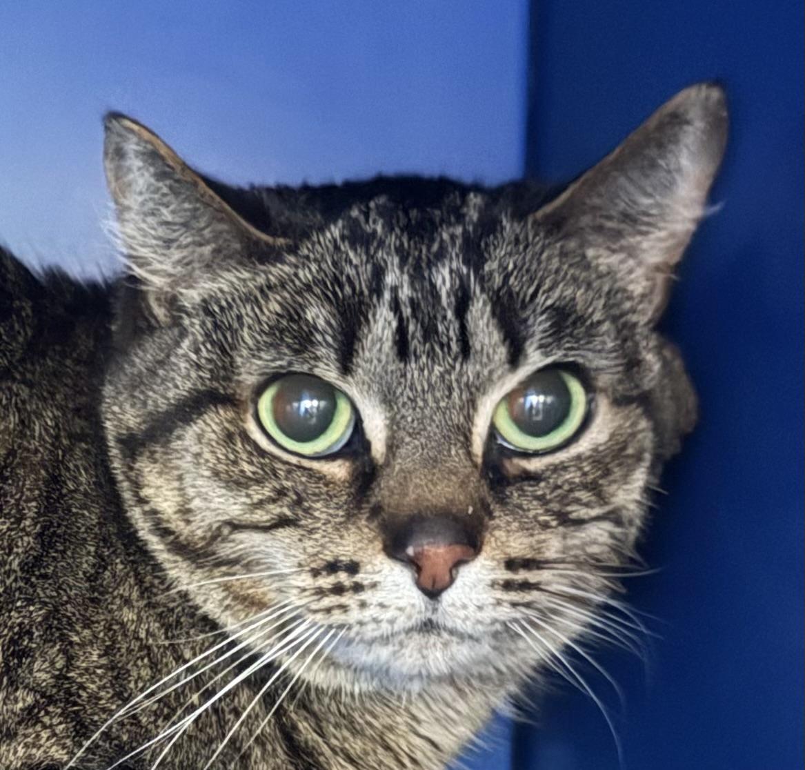 Relay, a ADOPTABLE Domestic Short Hair in Sault Sainte Marie, MI image 1/2