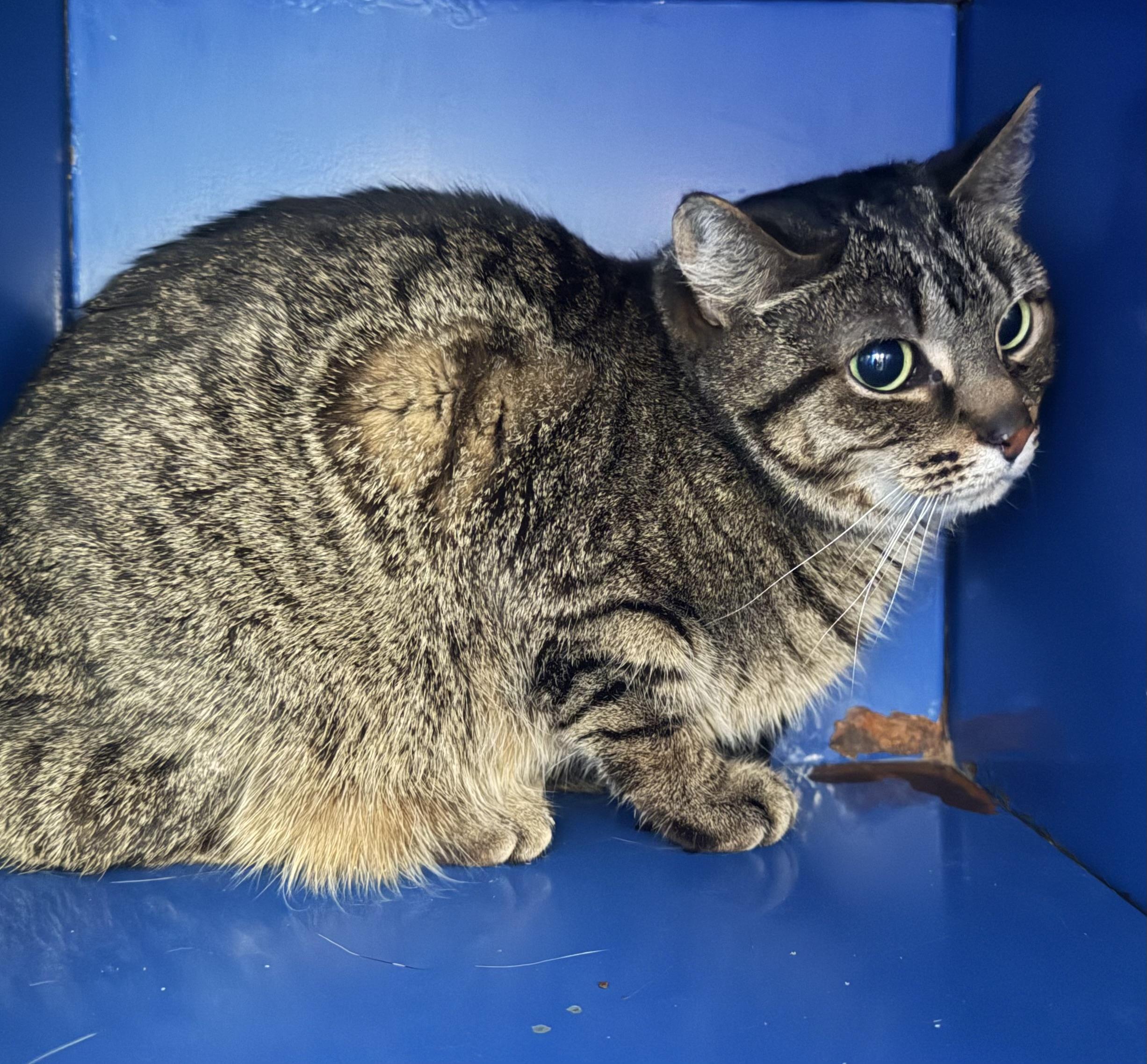 Relay, a ADOPTABLE Domestic Short Hair in Sault Sainte Marie, MI image 2/2