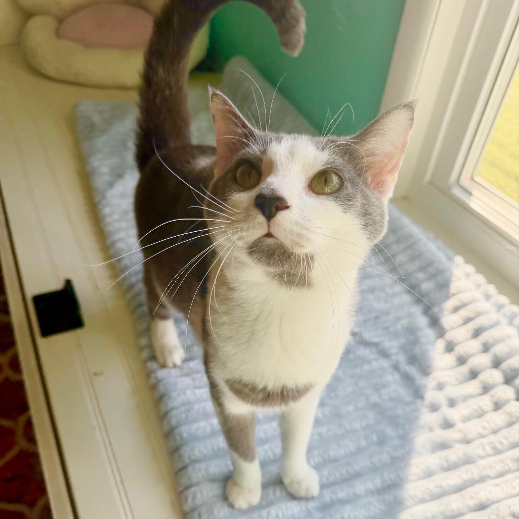 Enlarge Walter, a Adoptable Domestic Short Hair in Granville, OH image 1/4
