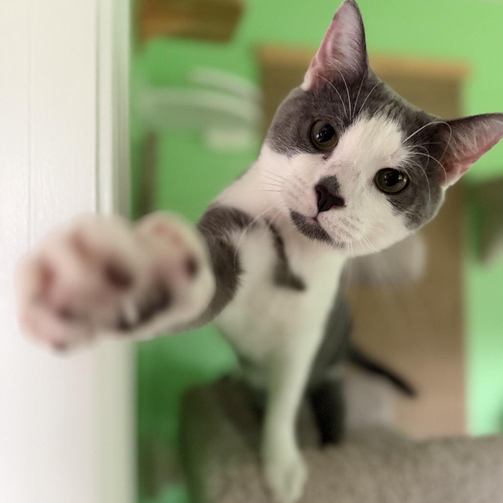 Enlarge Walter, a Adoptable Domestic Short Hair in Granville, OH image 2/6