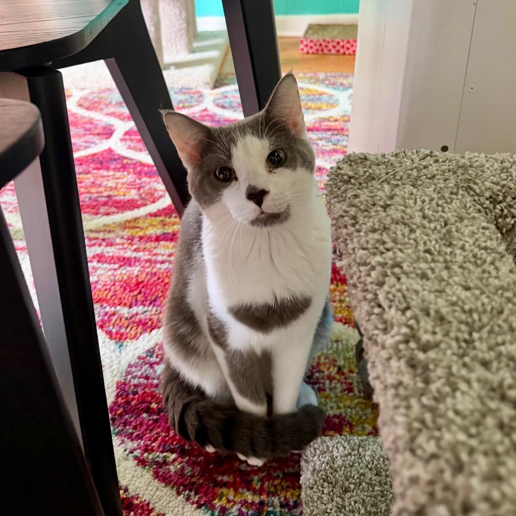 Enlarge Walter, a Adoptable Domestic Short Hair in Granville, OH image 2/4
