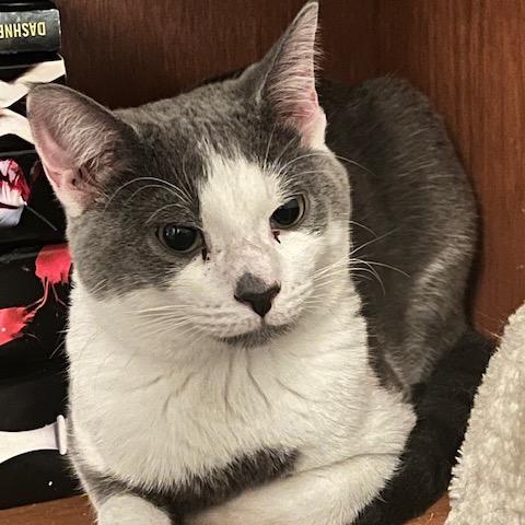 Enlarge Walter, a Adoptable Domestic Short Hair in Granville, OH image 1/1
