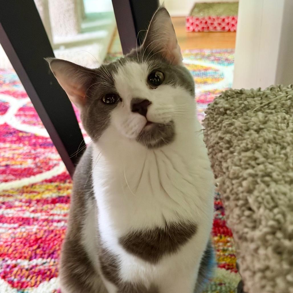 Enlarge Walter, a Adoptable Domestic Short Hair in Granville, OH image 4/4