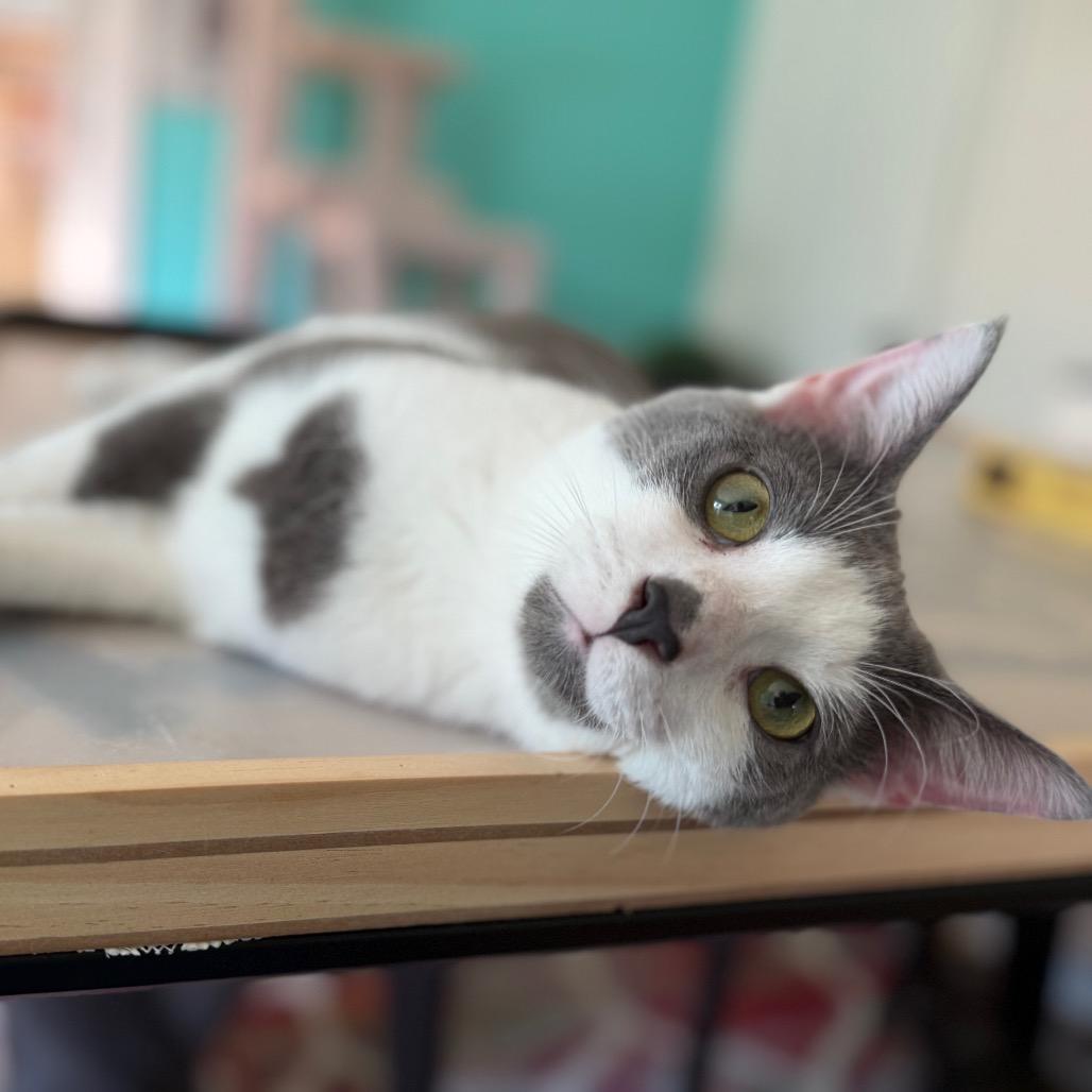 Walter, a Adoptable Domestic Short Hair in Granville, OH image 4/5