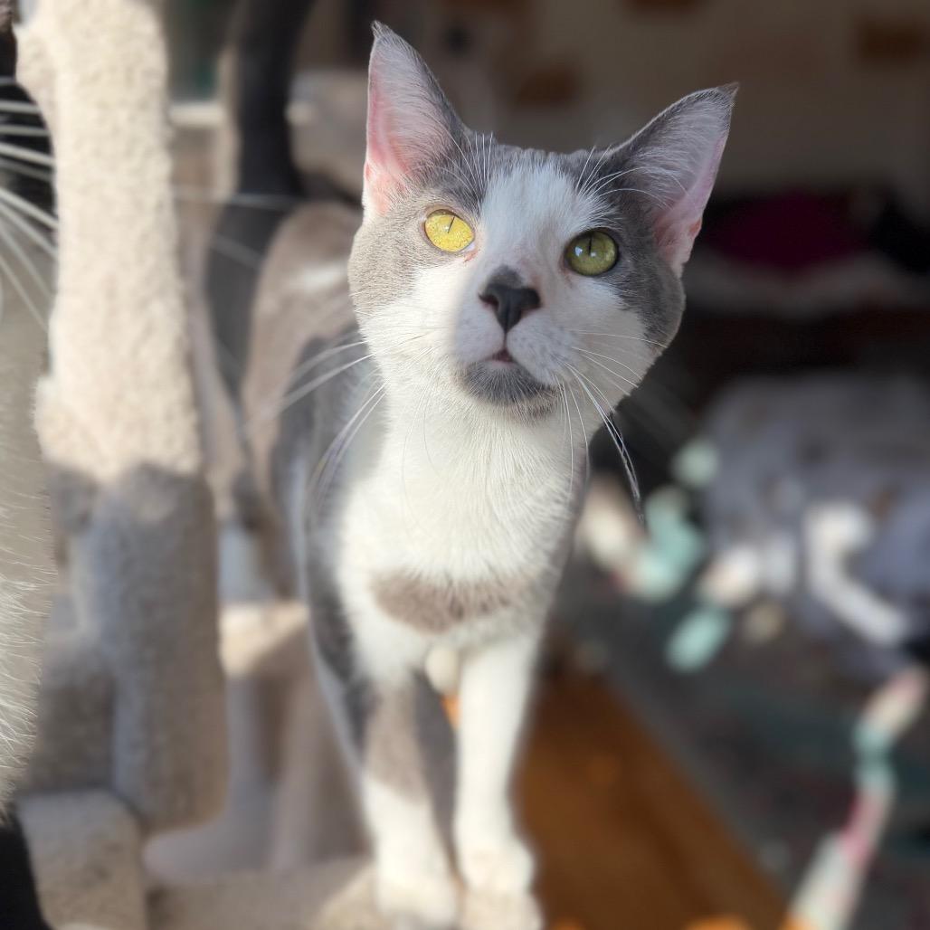 Walter, a Adoptable Domestic Short Hair in Granville, OH image 5/5