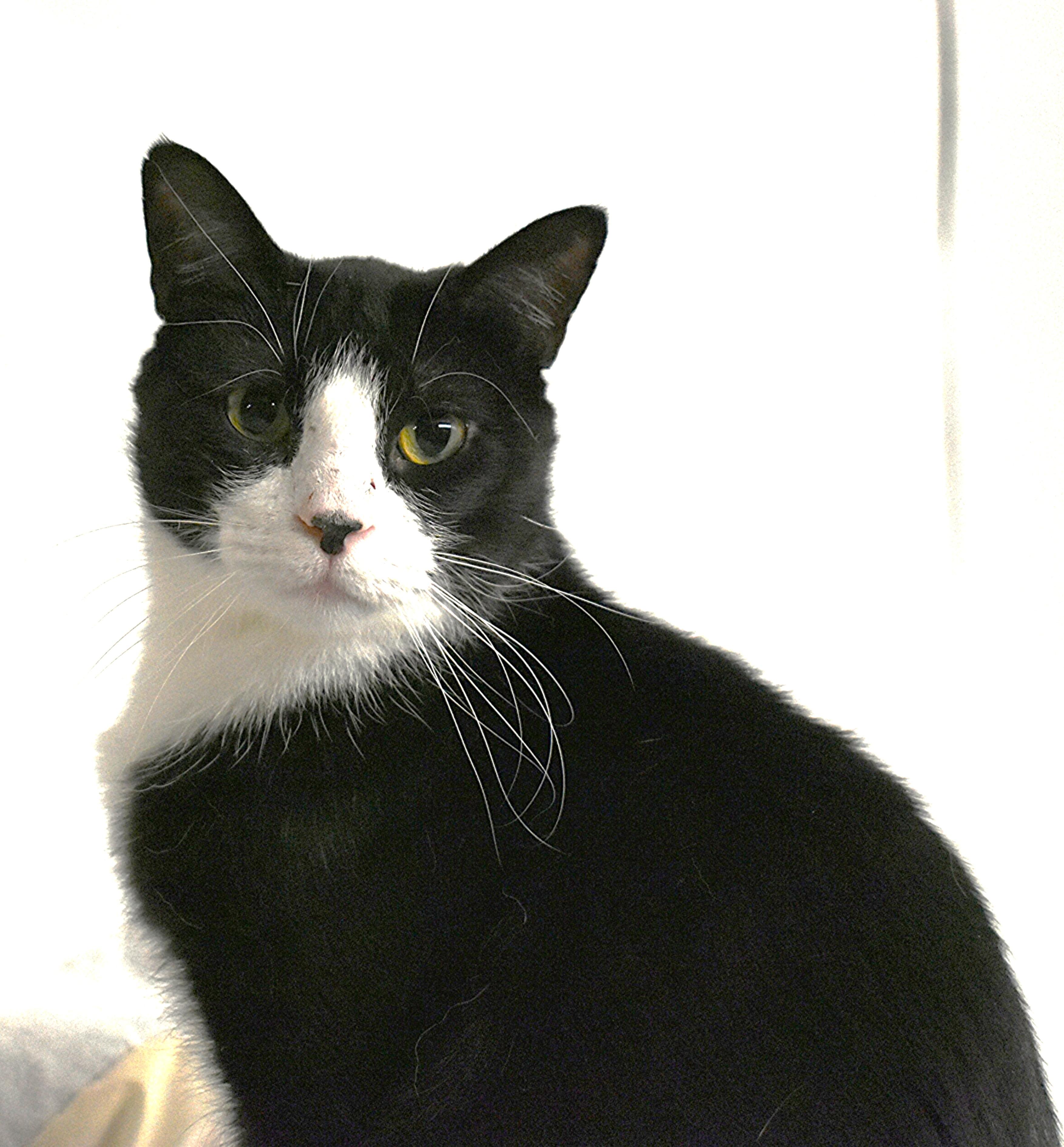Enlarge BUCK, an adoptable Tuxedo in Lake Ozark, MO image 1/1