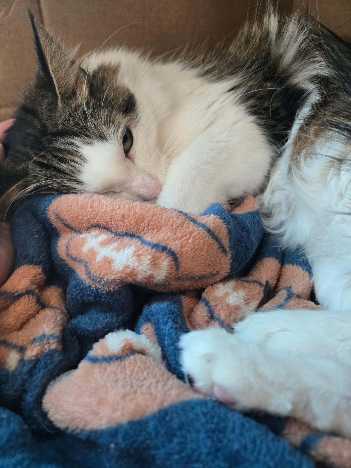 Enlarge Suki, a Adoptable Domestic Long Hair in Huntington Beach, CA image 2/5