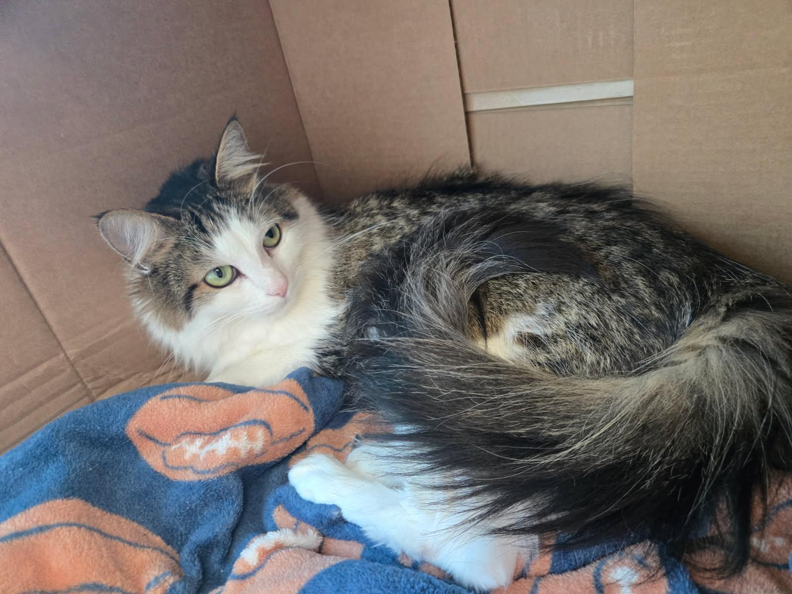 Enlarge Suki, a Adoptable Domestic Long Hair in Huntington Beach, CA image 3/5