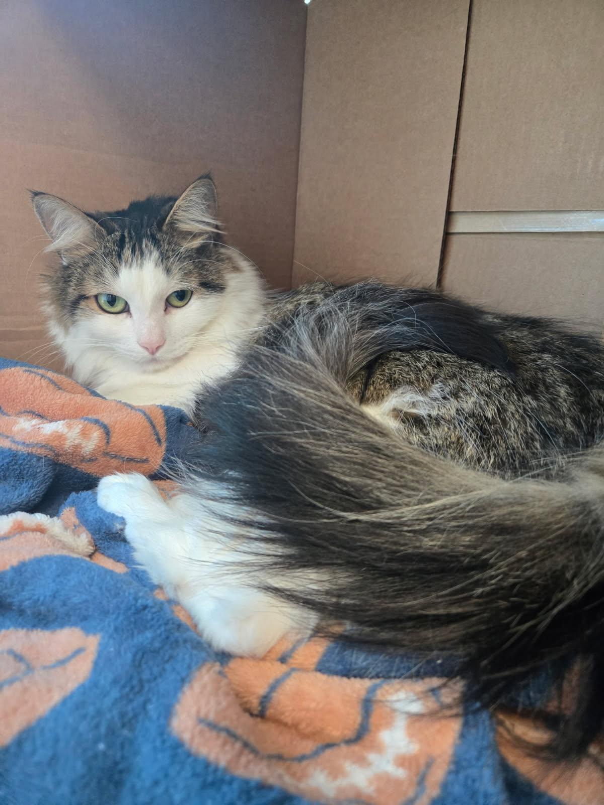 Suki, Adoptable, Young Male Domestic Long Hair.