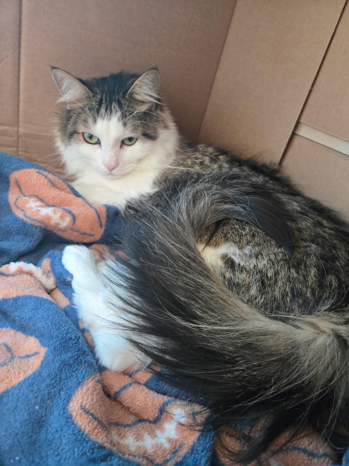 Enlarge Suki, a Adoptable Domestic Long Hair in Huntington Beach, CA image 4/5