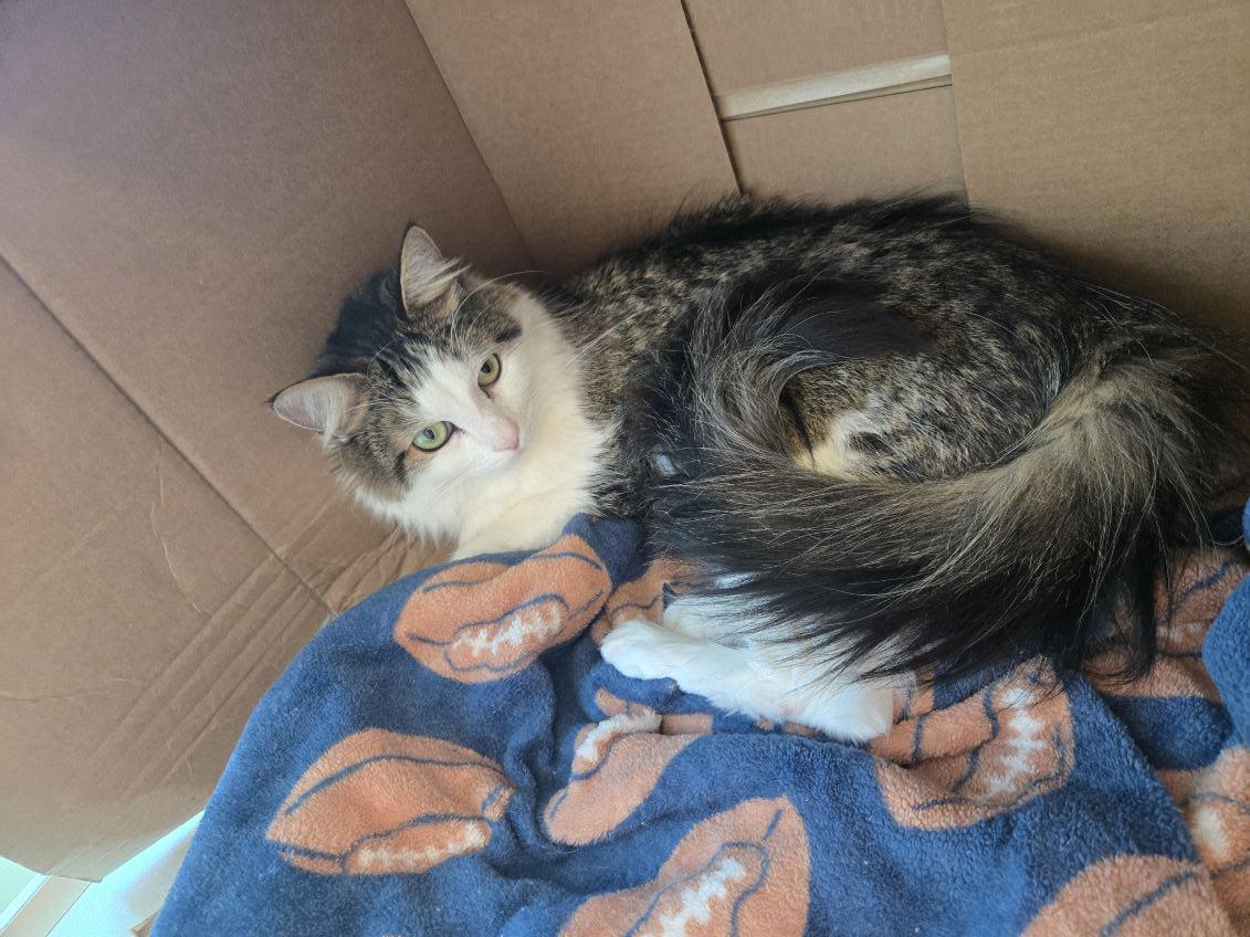 Enlarge Suki, a Adoptable Domestic Long Hair in Huntington Beach, CA image 5/5