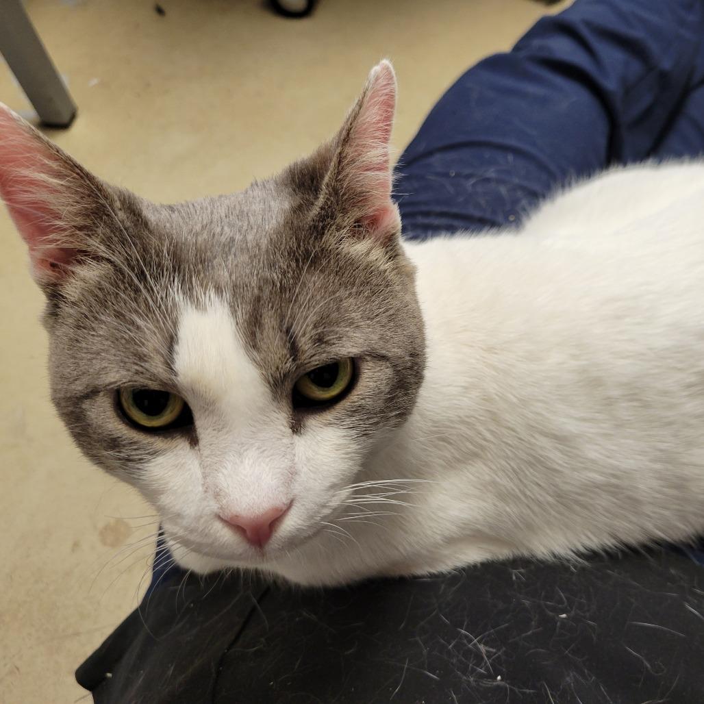 Sprout, Adoptable, Adult Male Domestic Short Hair.