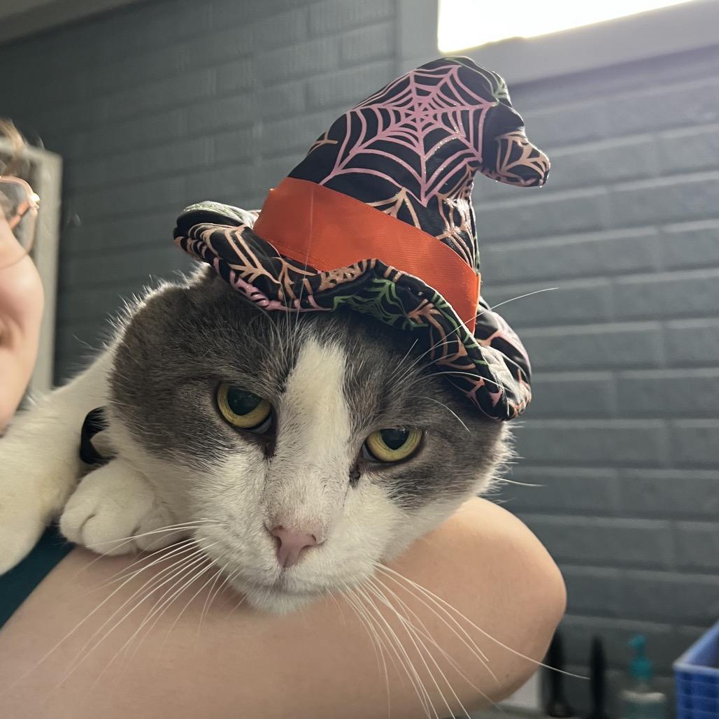 Enlarge Sprout, a Adoptable Domestic Short Hair in Ruckersville, VA image 6/6