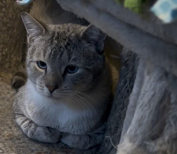 Enlarge Barry, a Adopted Siamese in Broomall, PA image 2/3