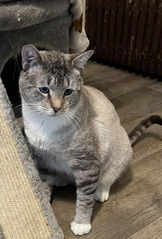 Enlarge Barry, a Adopted Siamese in Broomall, PA image 3/3