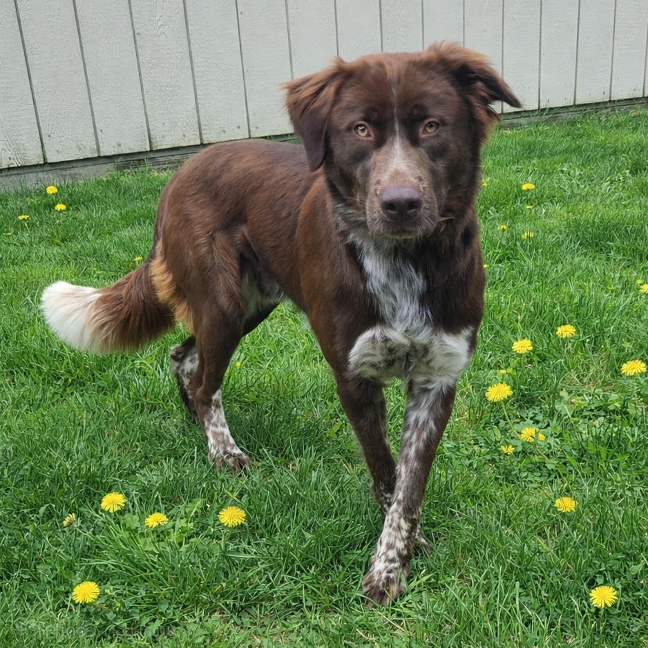 Enlarge CT Hopper, a Adoptable mixed breed in Stormville, NY image 1/2