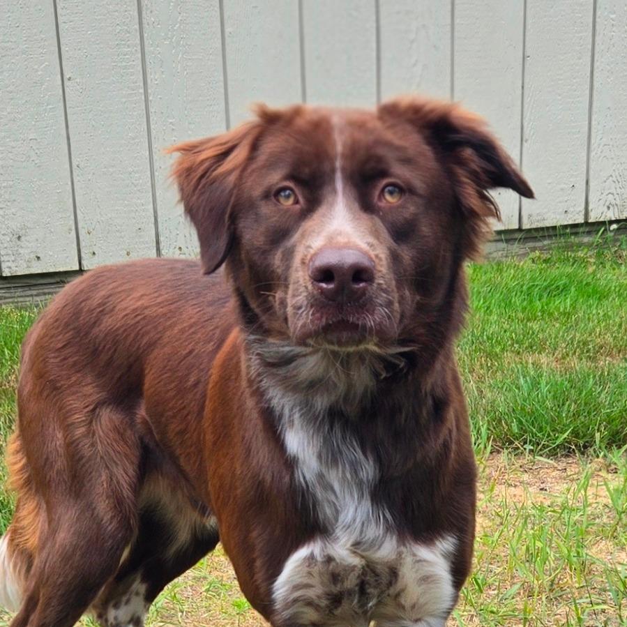 Enlarge CT Hopper, a Adoptable mixed breed in Stormville, NY image 2/2