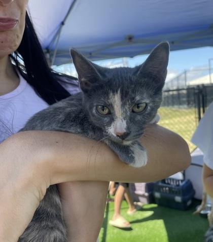 Enlarge Sweetcheeks, a Adoptable Domestic Short Hair in Burlington, WI image 1/3