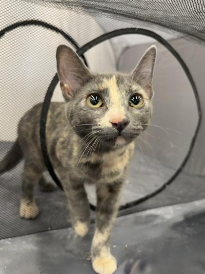 Enlarge Sweetcheeks, a Adoptable Domestic Short Hair in Burlington, WI image 2/3