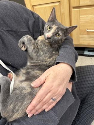 Sweetcheeks, Adoptable, Kitten Female Domestic Short Hair & Domestic Short Hair.