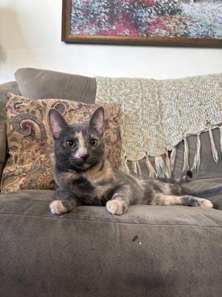 Enlarge Sweetcheeks, a Adoptable Domestic Short Hair in Burlington, WI image 2/3