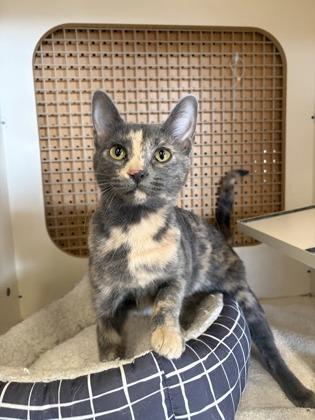 Enlarge Sweetcheeks, a Adoptable Domestic Short Hair in Burlington, WI image 3/3
