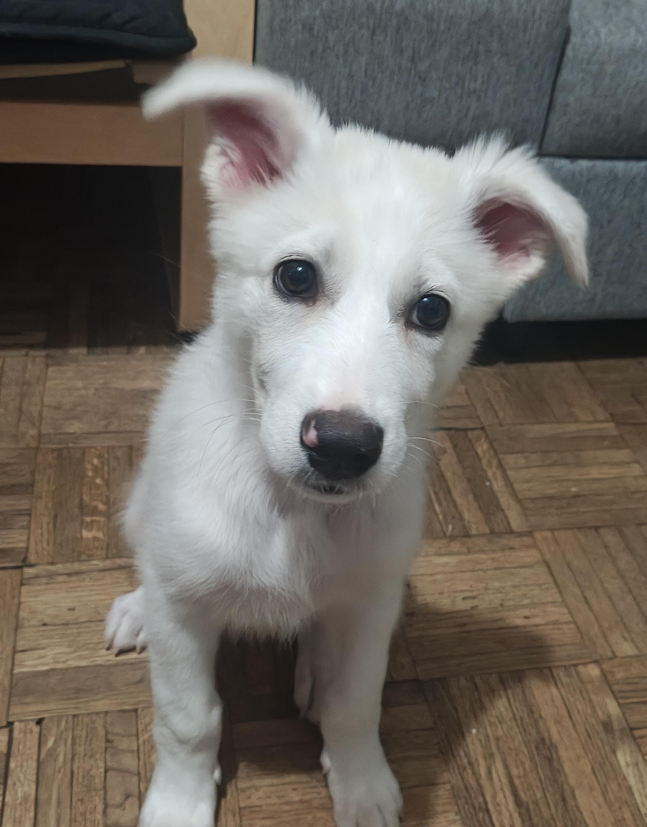 Elsa, an adoptable Aussiedoodle in Brooklyn, NY, 11229 | Photo Image 4