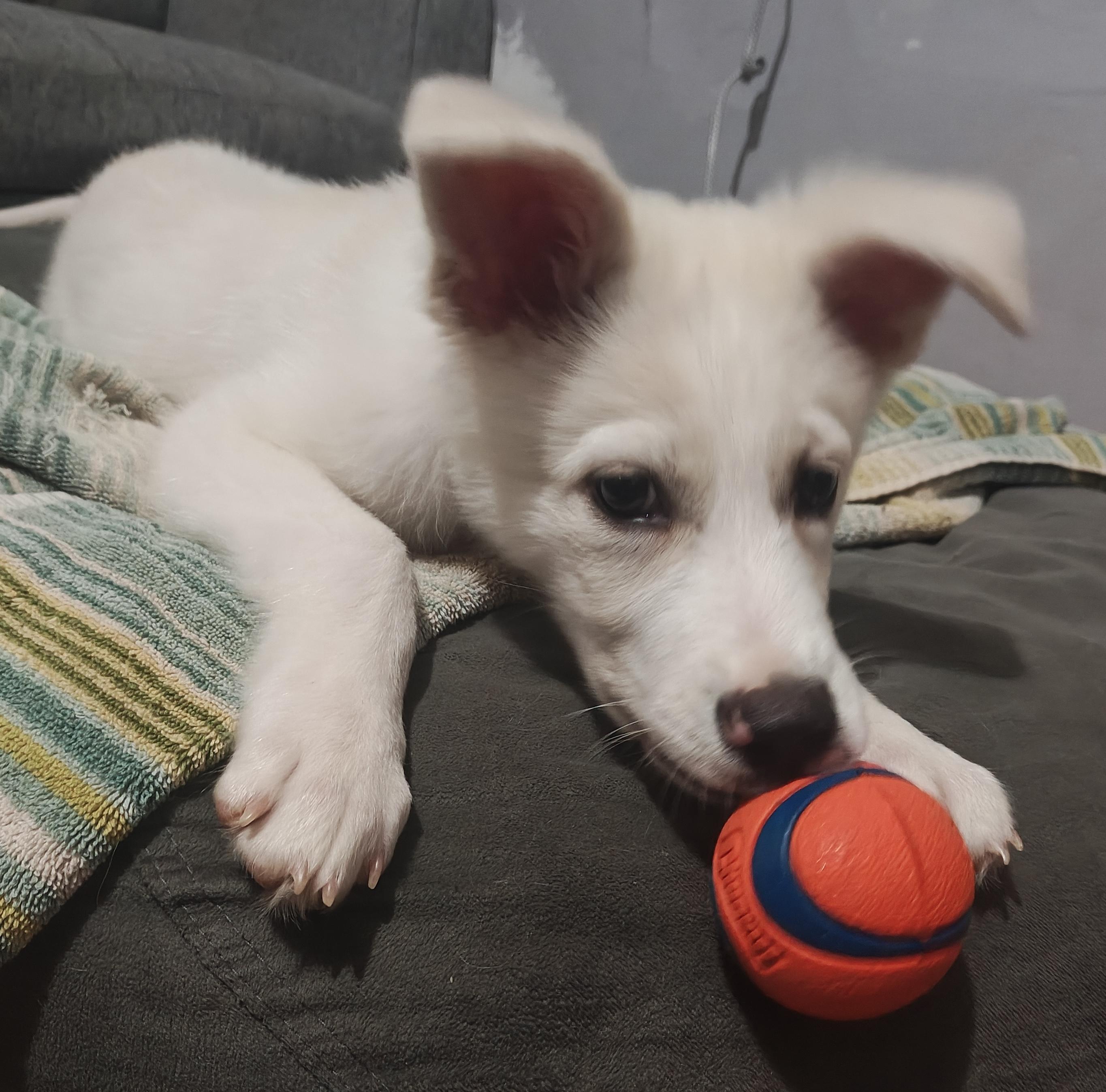 Elsa, an adoptable Aussiedoodle in Brooklyn, NY, 11229 | Photo Image 6
