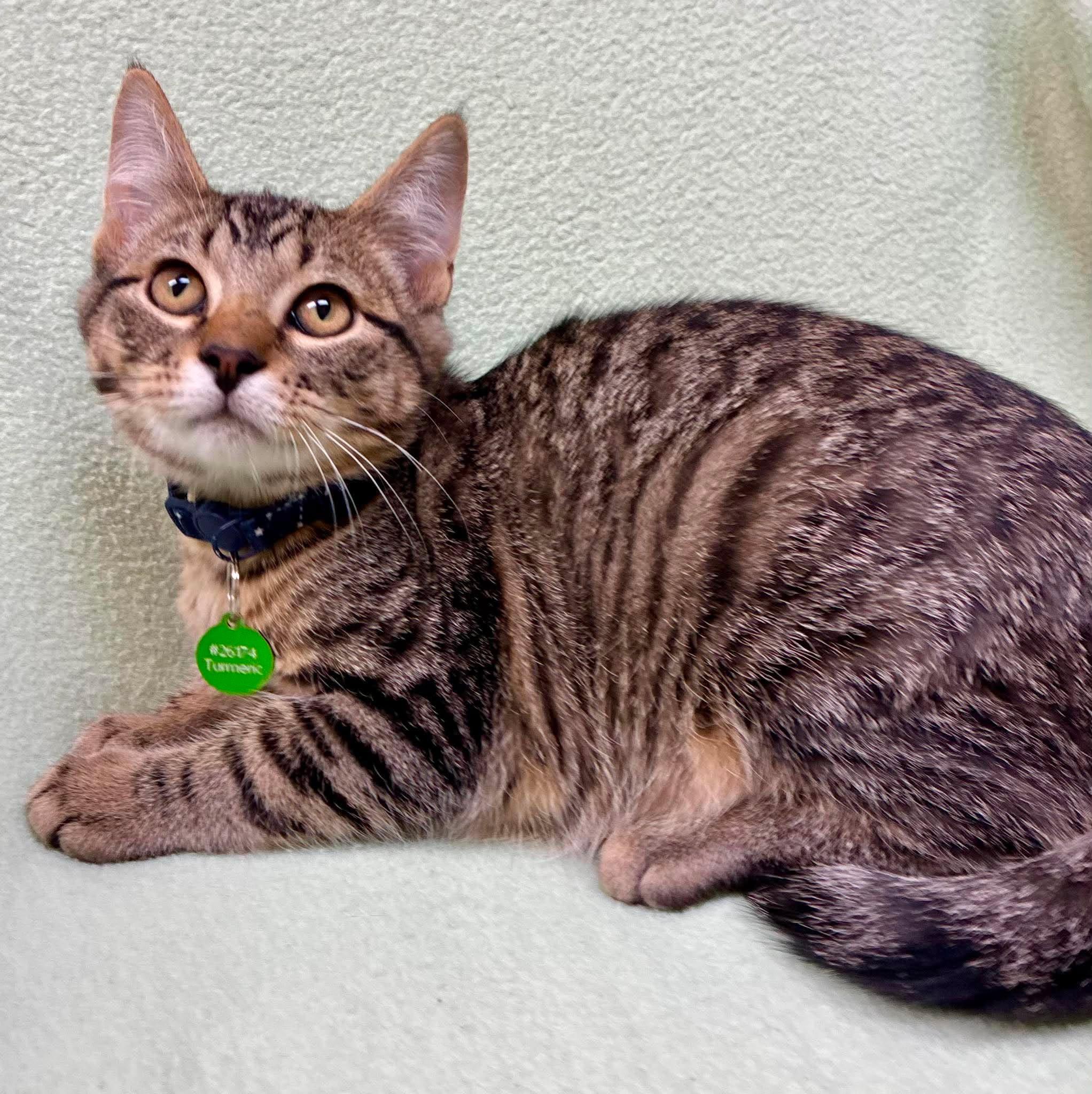 Enlarge Turmeric, a ADOPTABLE Domestic Short Hair in Alexandria, MN image 2/3