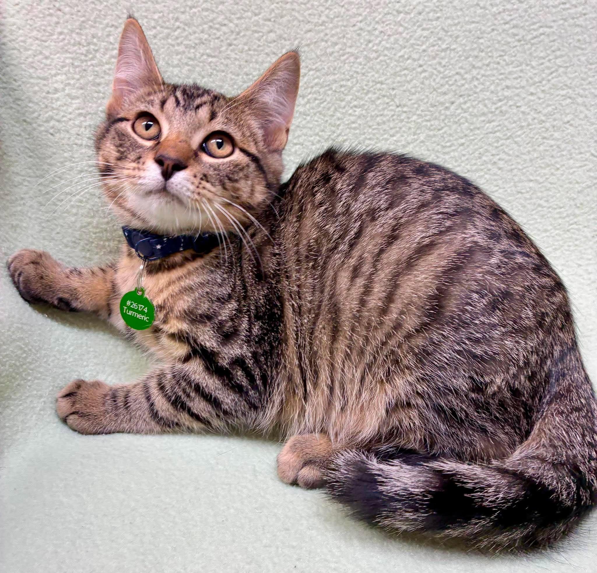Enlarge Turmeric, a ADOPTABLE Domestic Short Hair in Alexandria, MN image 3/3