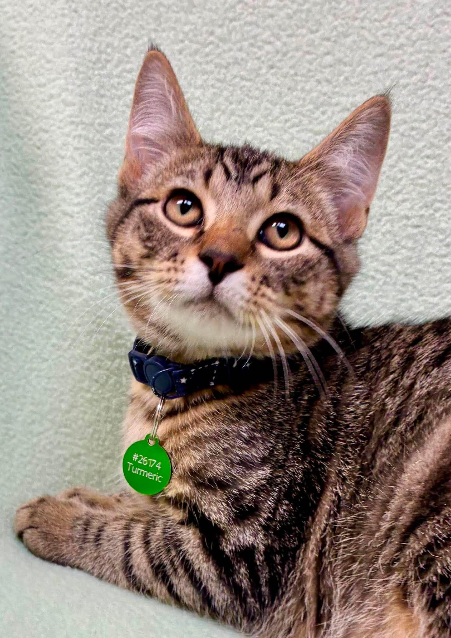 Turmeric, ADOPTABLE, Kitten Male Domestic Short Hair.
