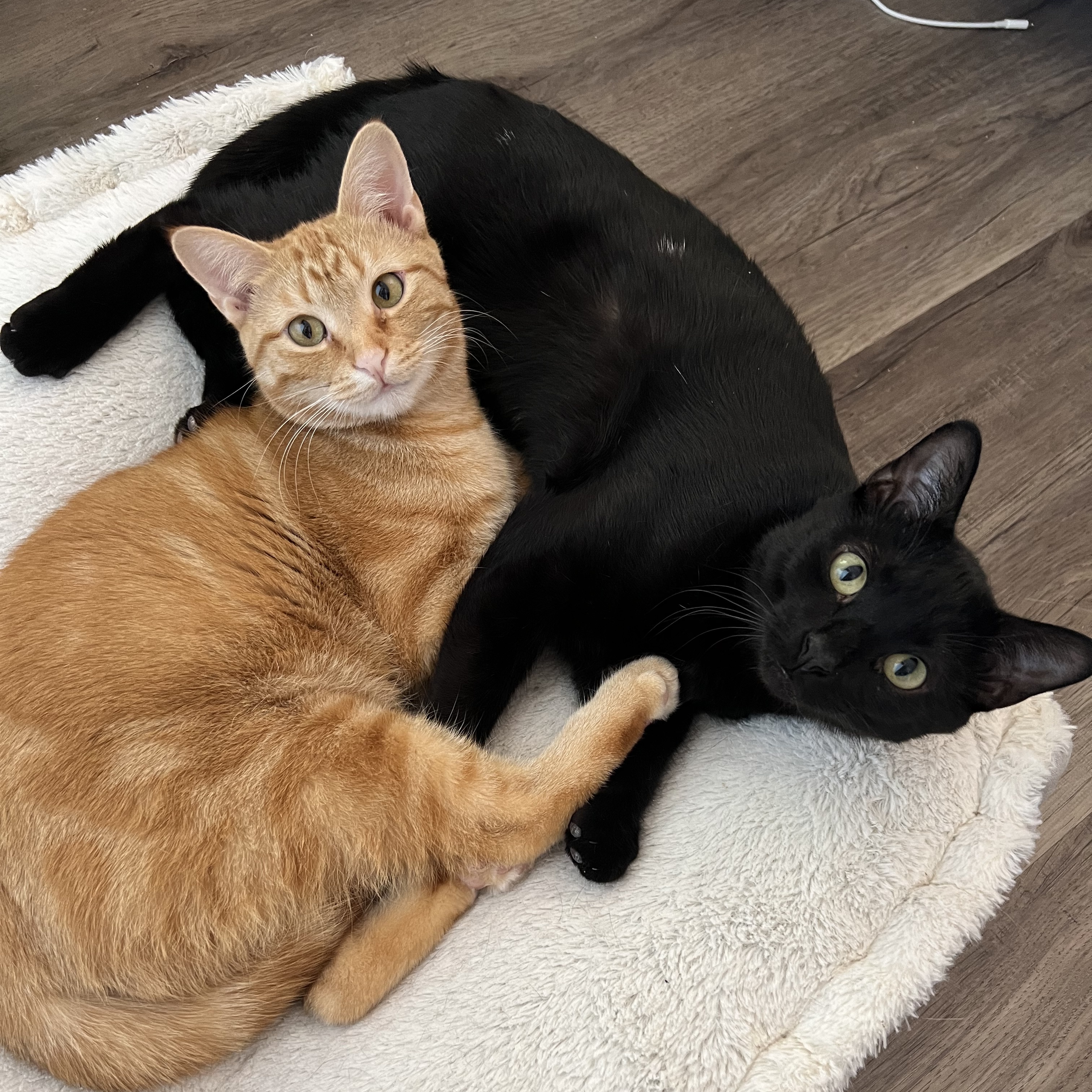 Blazie - BONDED WITH PRINCESS, an adoptable Domestic Short Hair in Menasha, WI, 54952 | Photo Image 5