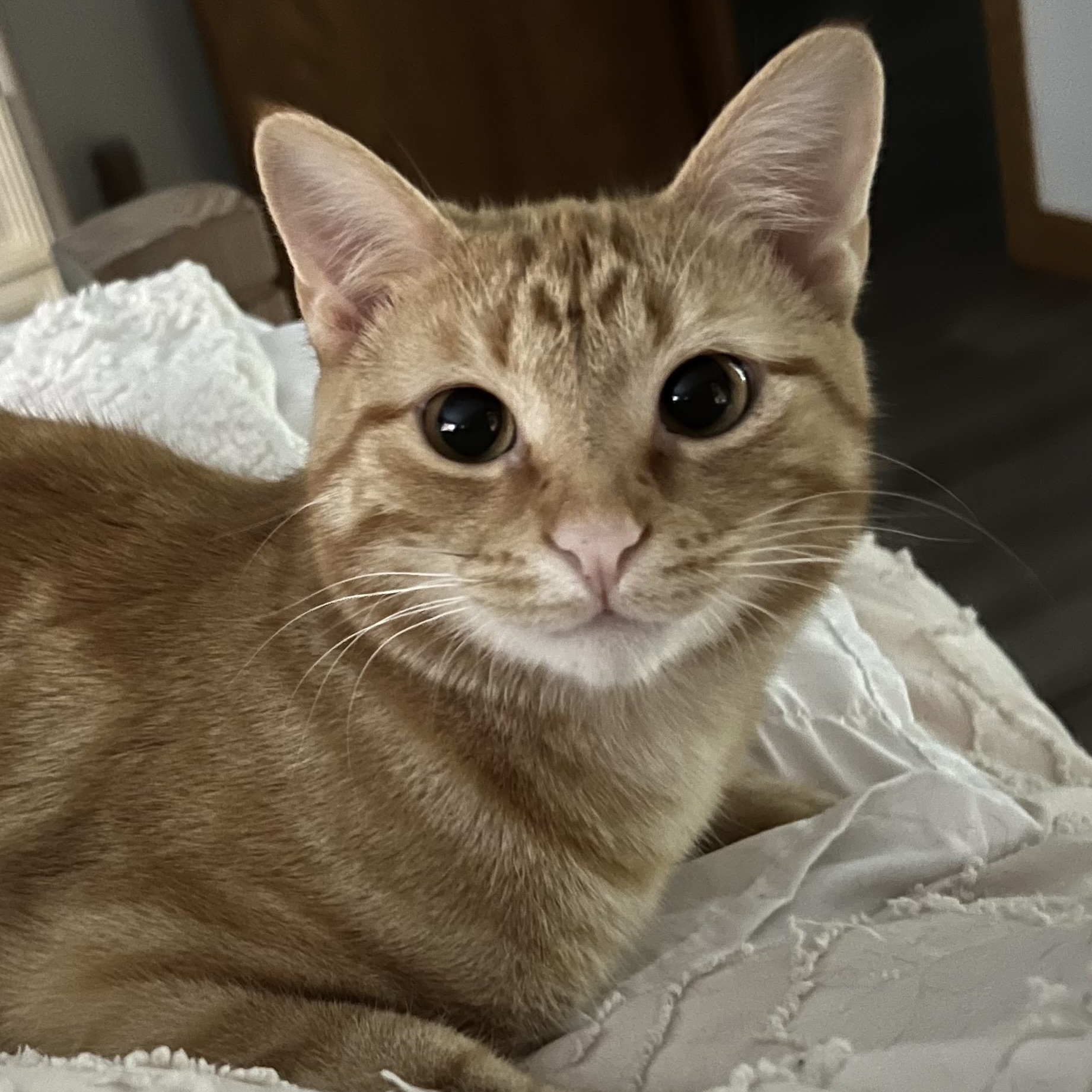 Blazie - BONDED WITH PRINCESS, an adoptable Domestic Short Hair in Menasha, WI, 54952 | Photo Image 1