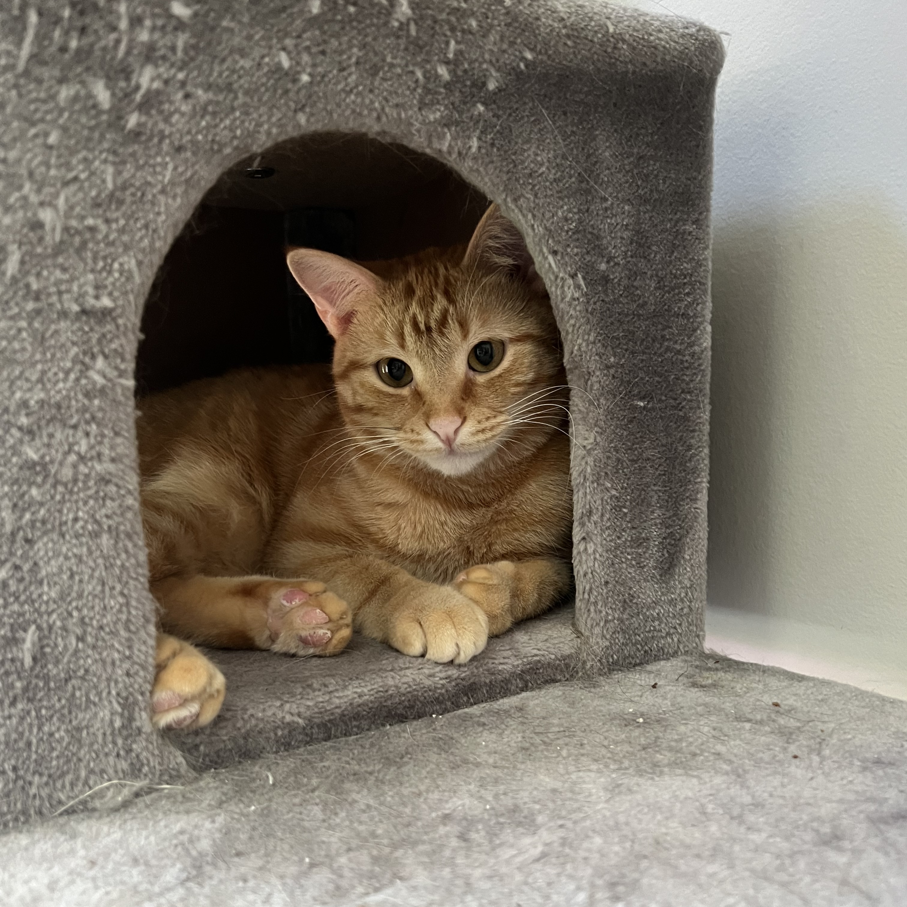 Blazie - BONDED WITH PRINCESS, an adoptable Domestic Short Hair in Menasha, WI, 54952 | Photo Image 2