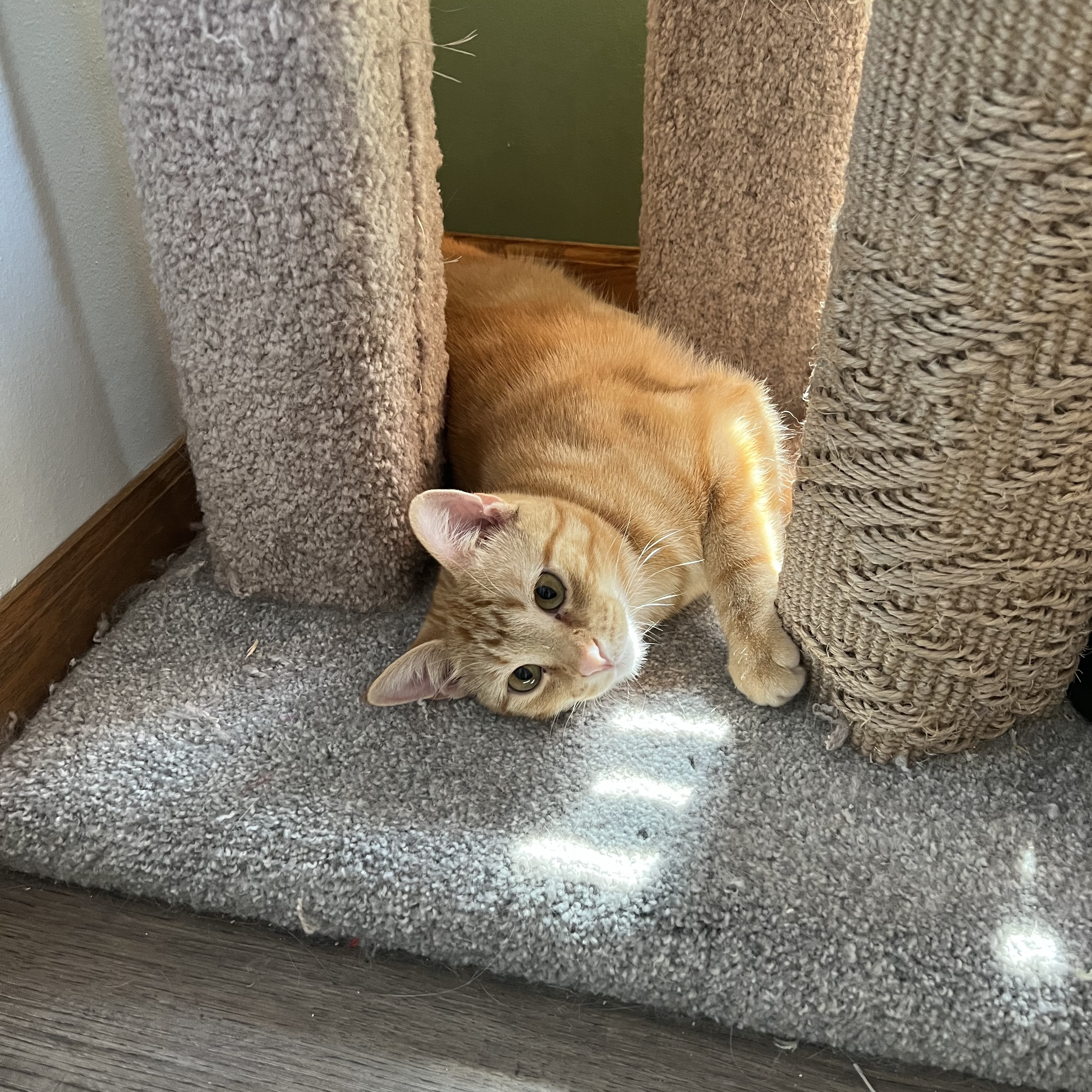 Blazie - BONDED WITH PRINCESS, an adoptable Domestic Short Hair in Menasha, WI, 54952 | Photo Image 6