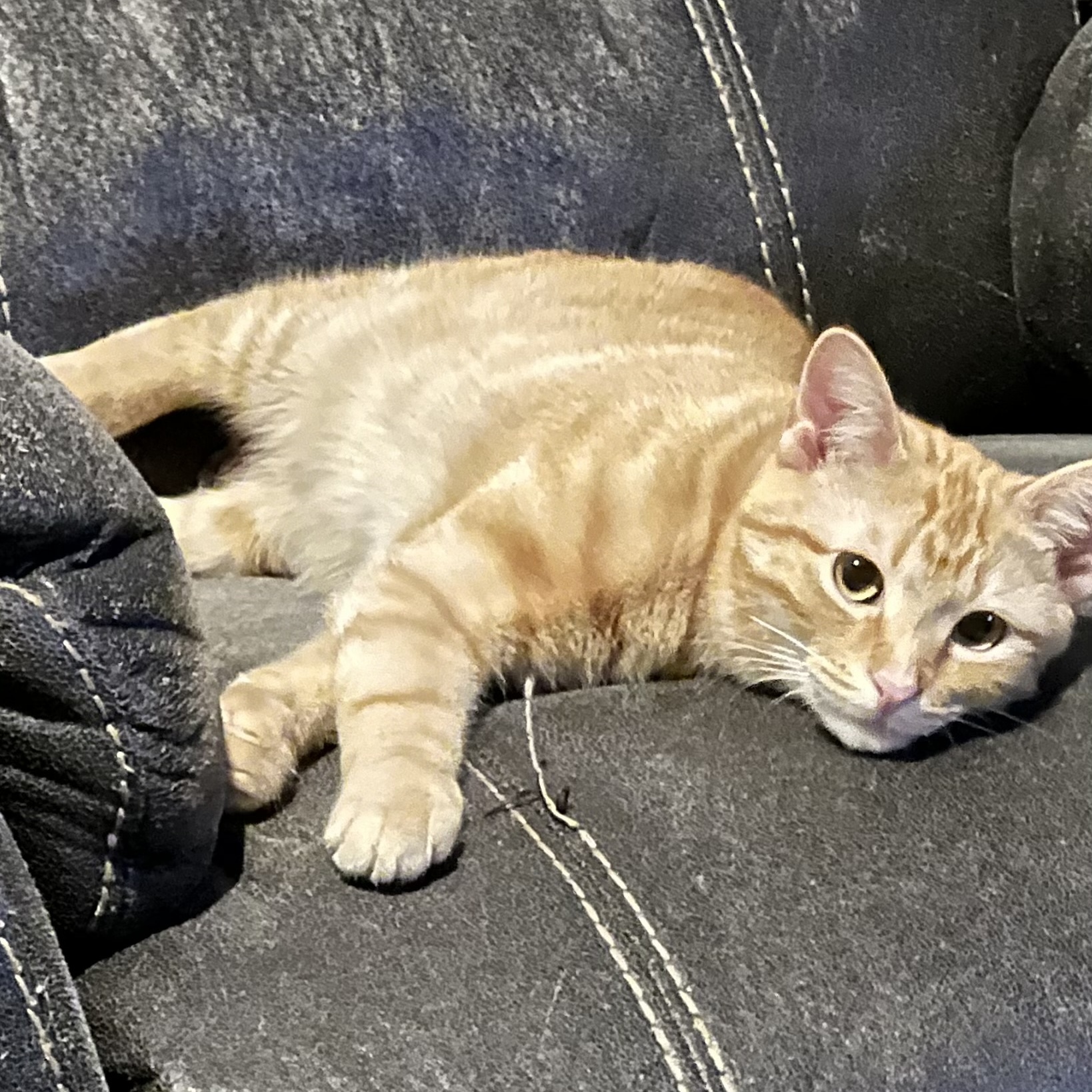 Blazie - BONDED WITH PRINCESS, an adoptable Domestic Short Hair in Menasha, WI, 54952 | Photo Image 4