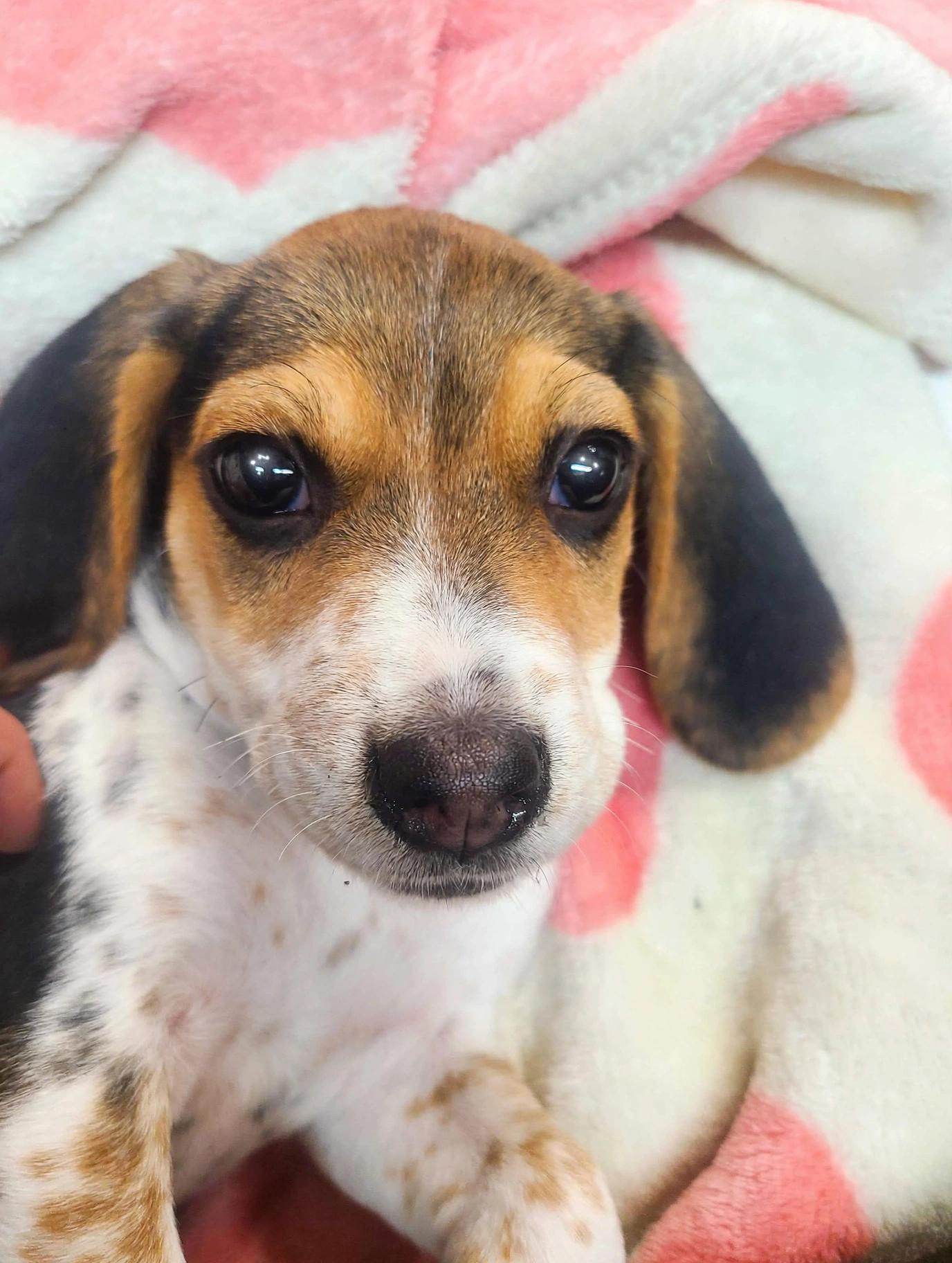 Enlarge Marley, a Adoptable Beagle in Antioch, IL image 2/3