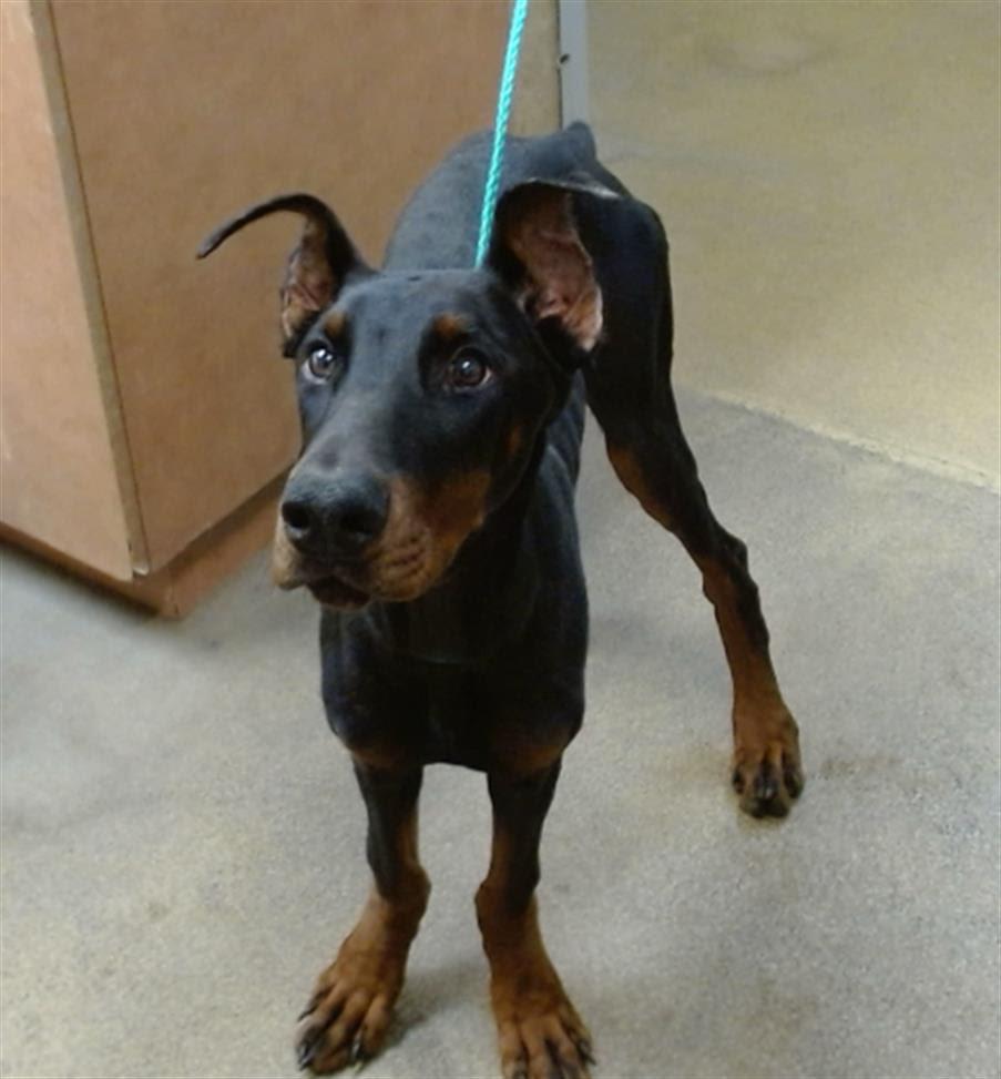 Atreyu, Young Male Doberman Pinscher