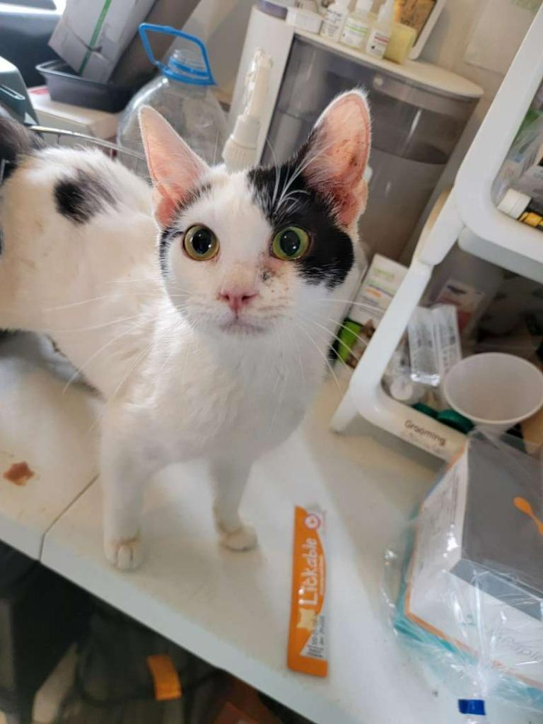 Enlarge Strawberry Jam, a Adoptable Domestic Short Hair in Hillsboro, OH image 1/2