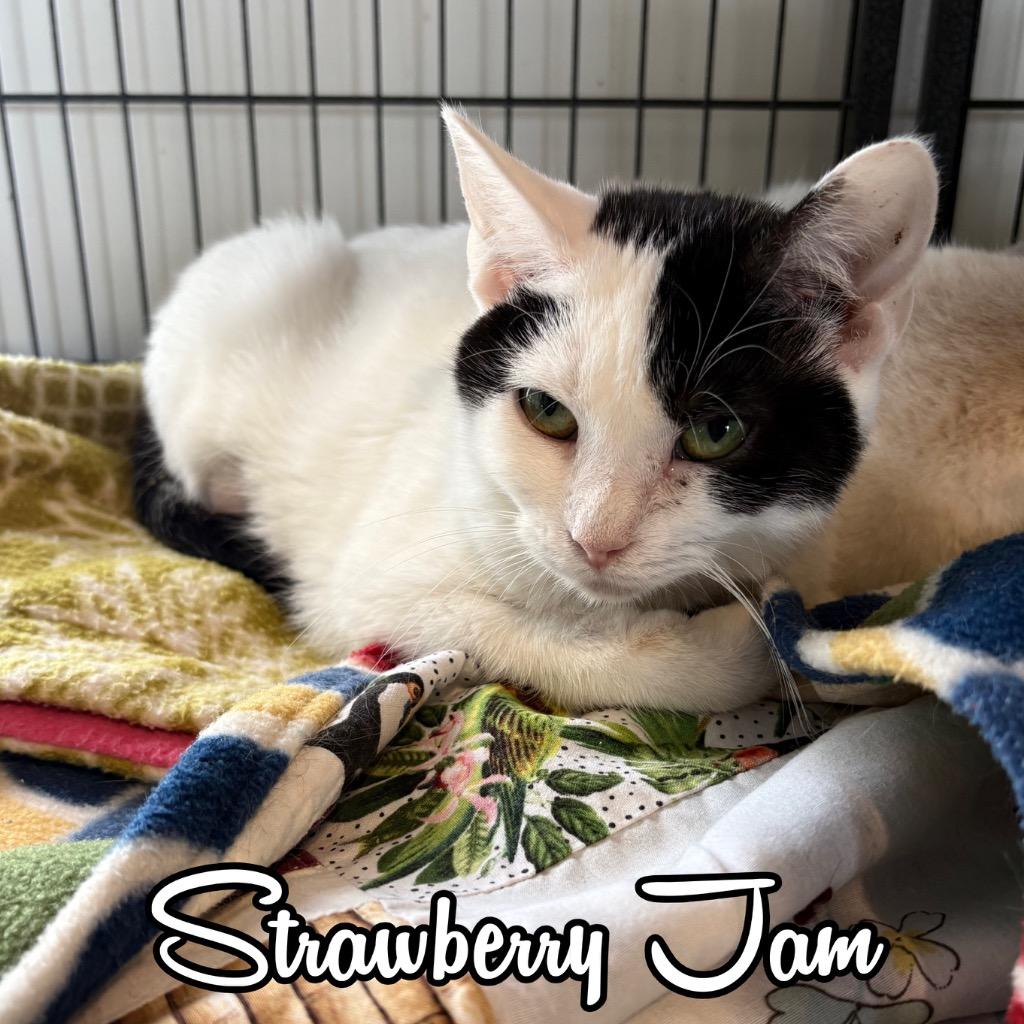 Enlarge Strawberry Jam, a Adoptable Domestic Short Hair in Hillsboro, OH image 2/2