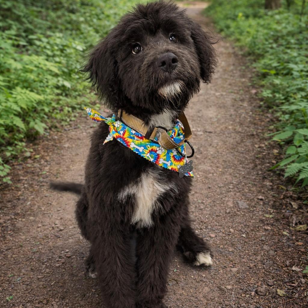 Rossi, adopted, Puppy Male Poodle.