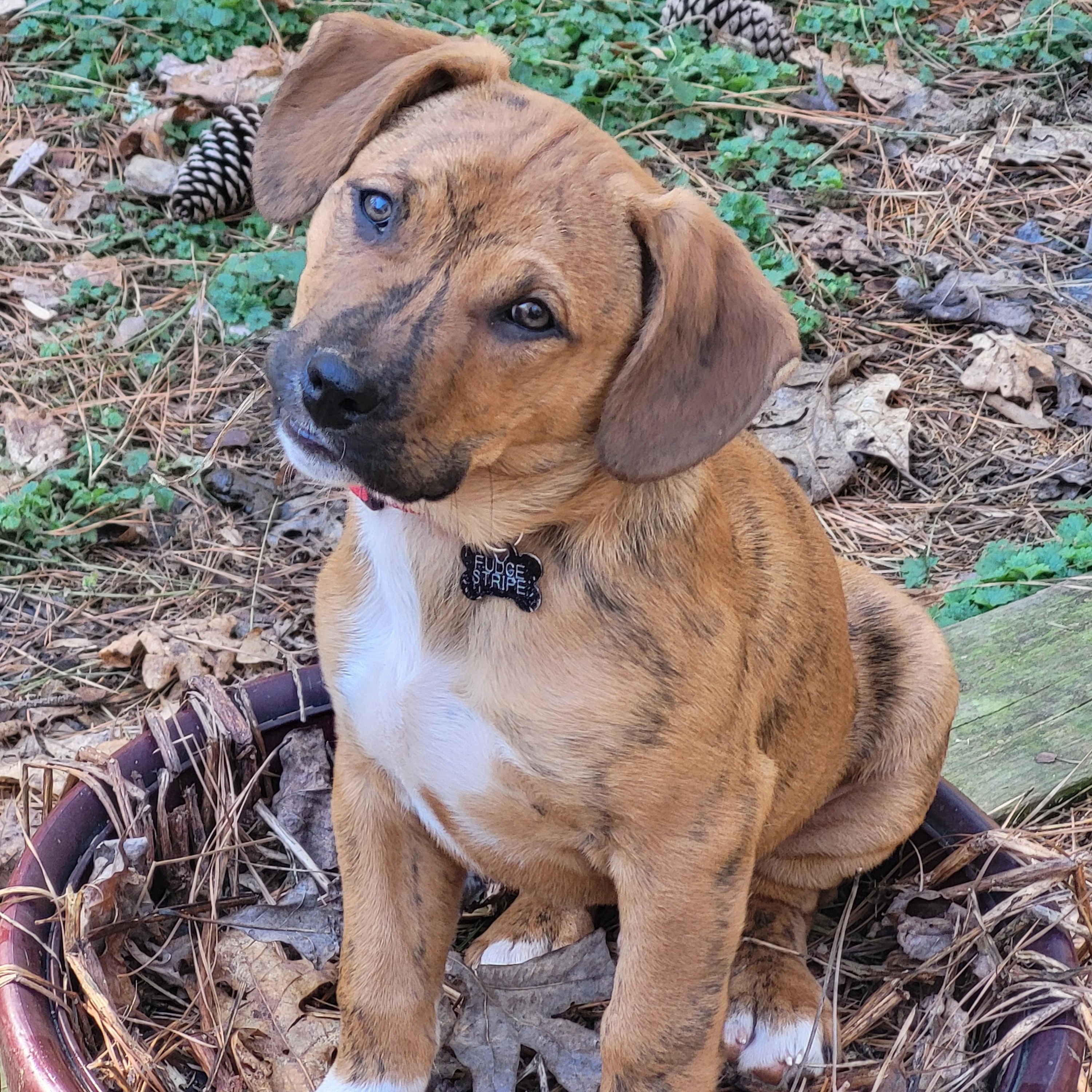 Enlarge Fudge Stripe, a Adopted mixed breed in Mooresville, NC image 1/1
