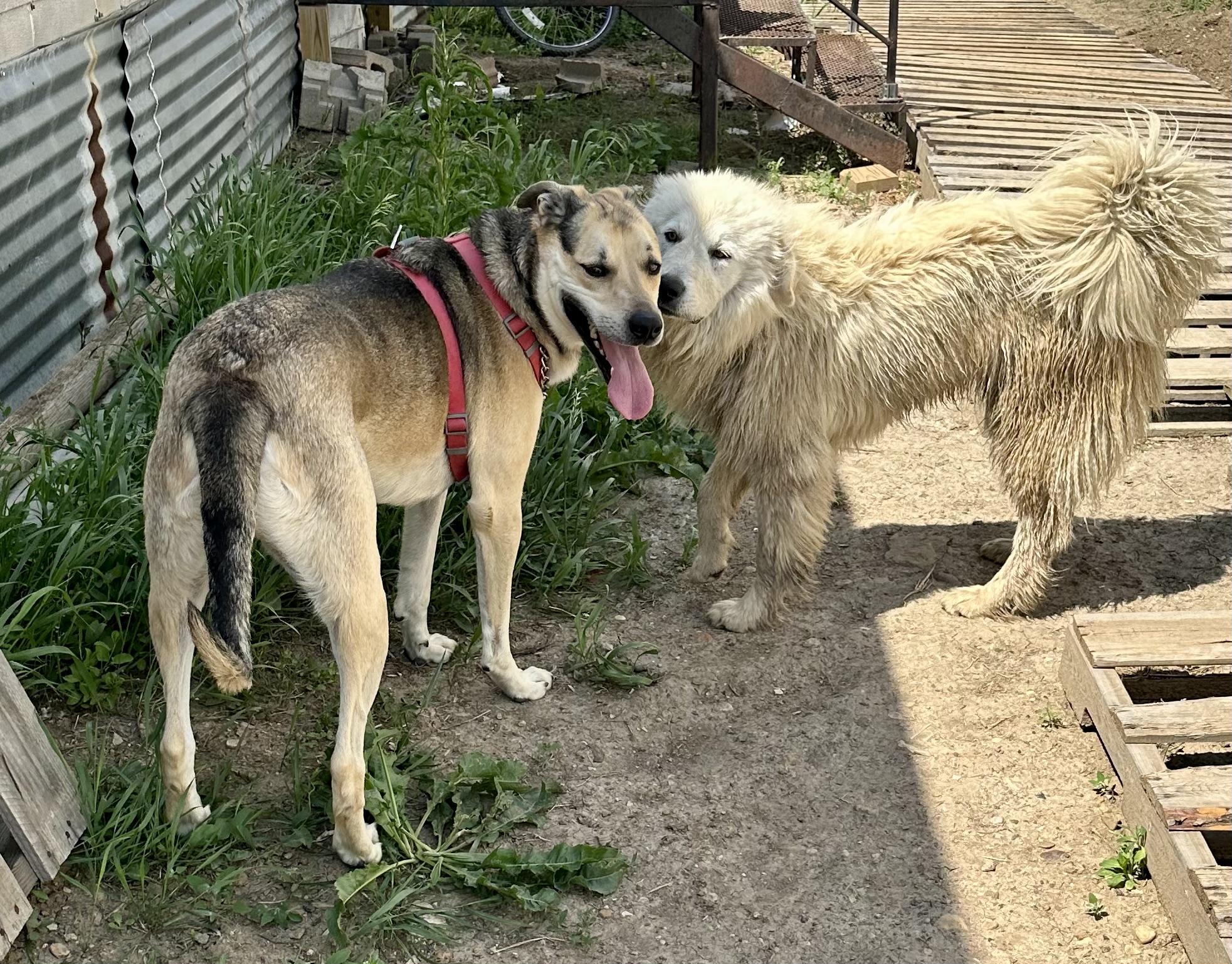 Enlarge Tuck, a Adopted Anatolian Shepherd in Scranton, ND image 4/5