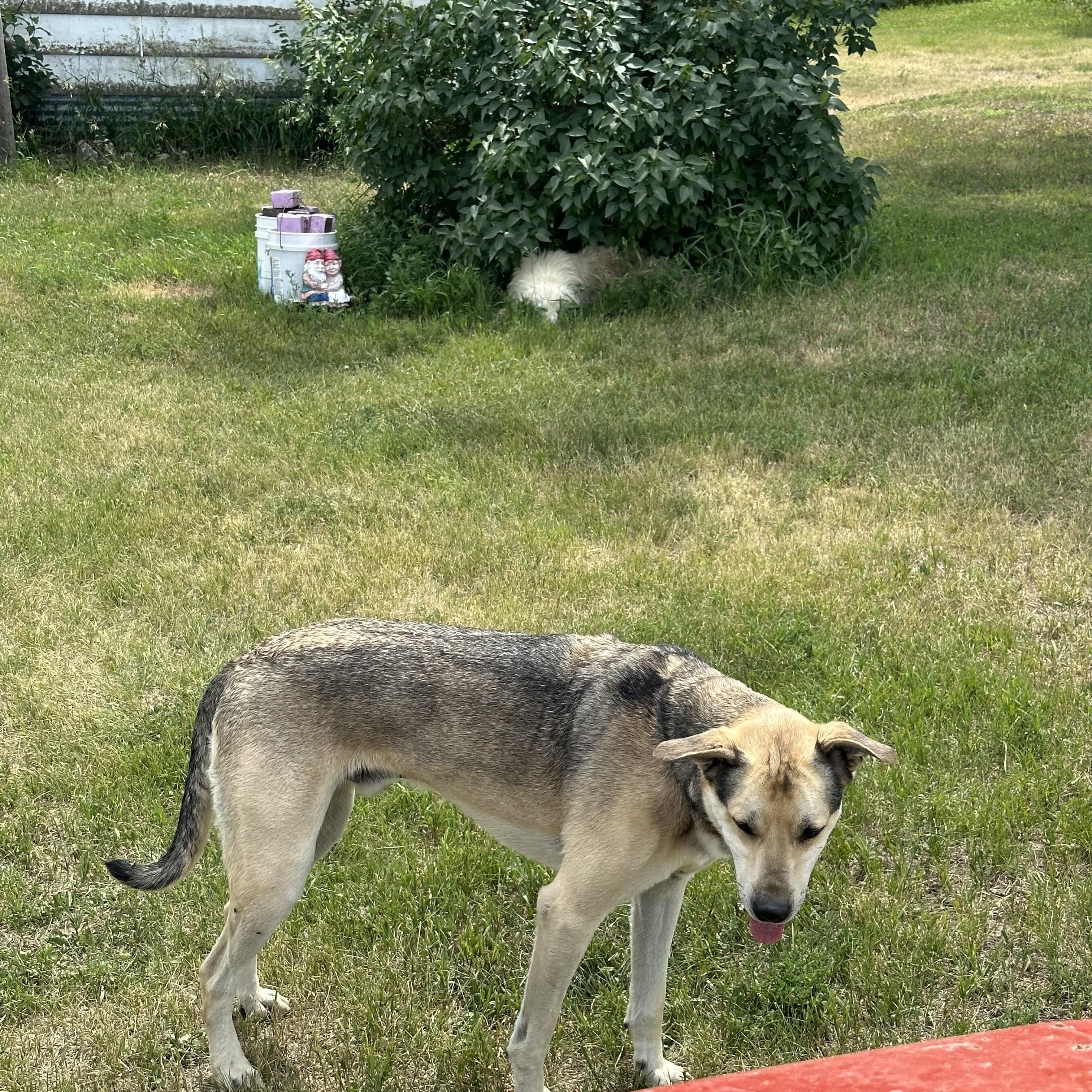 Enlarge Tuck, a Adopted Anatolian Shepherd in Scranton, ND image 5/5