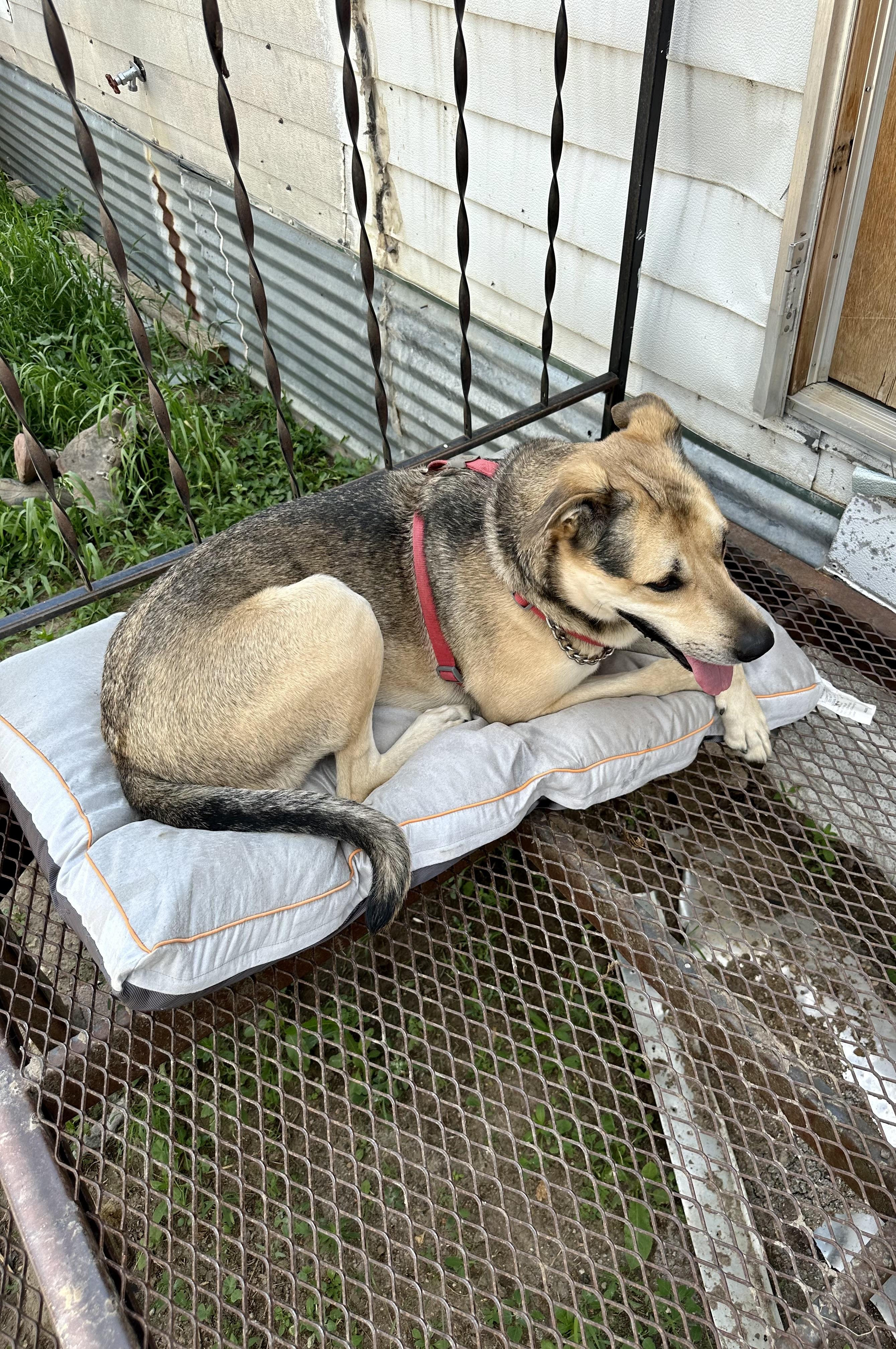 Enlarge Tuck, a Adopted Anatolian Shepherd in Scranton, ND image 3/5