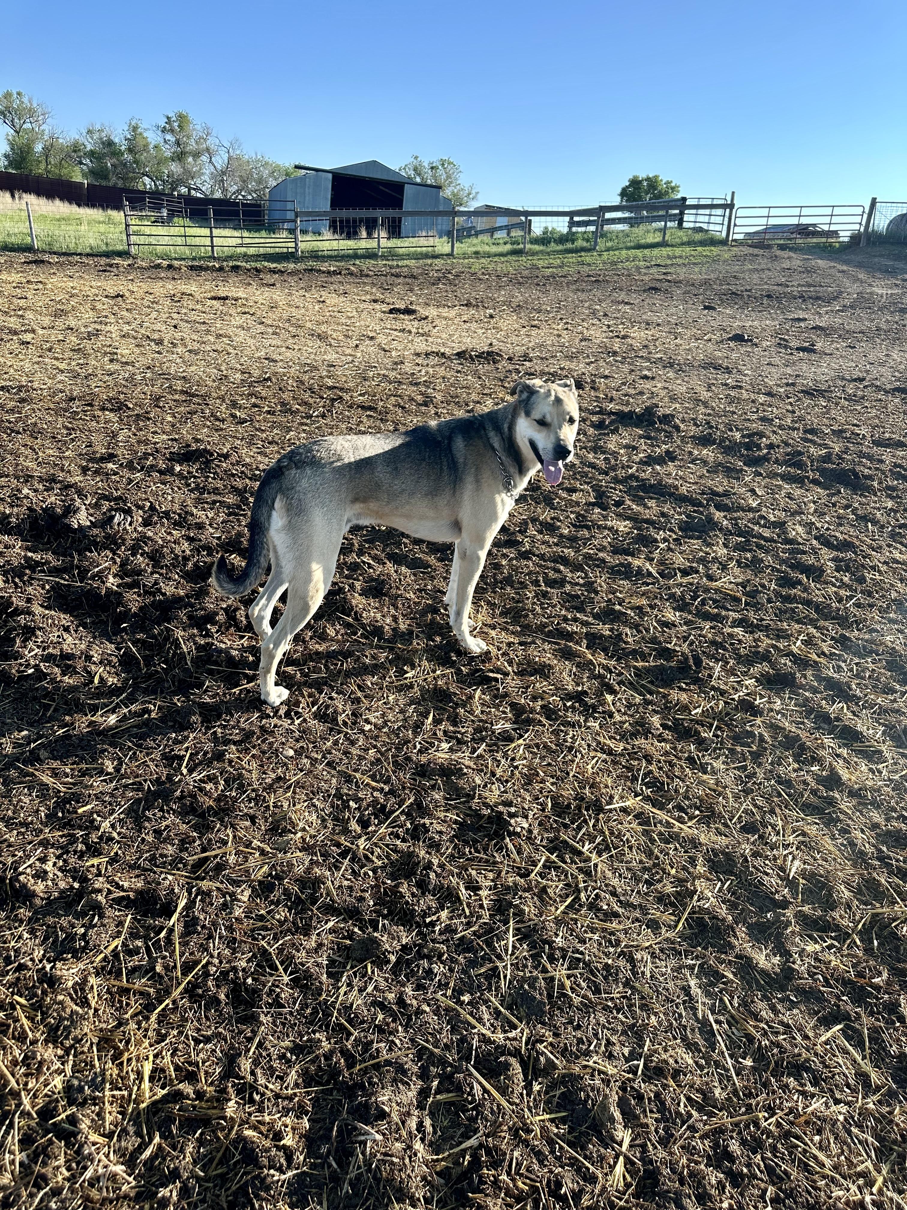 Enlarge Tuck, a Adopted Anatolian Shepherd in Scranton, ND image 2/5