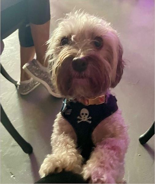 Enlarge Cookie, a Adopted Havanese in Tucson, AZ image 1/1