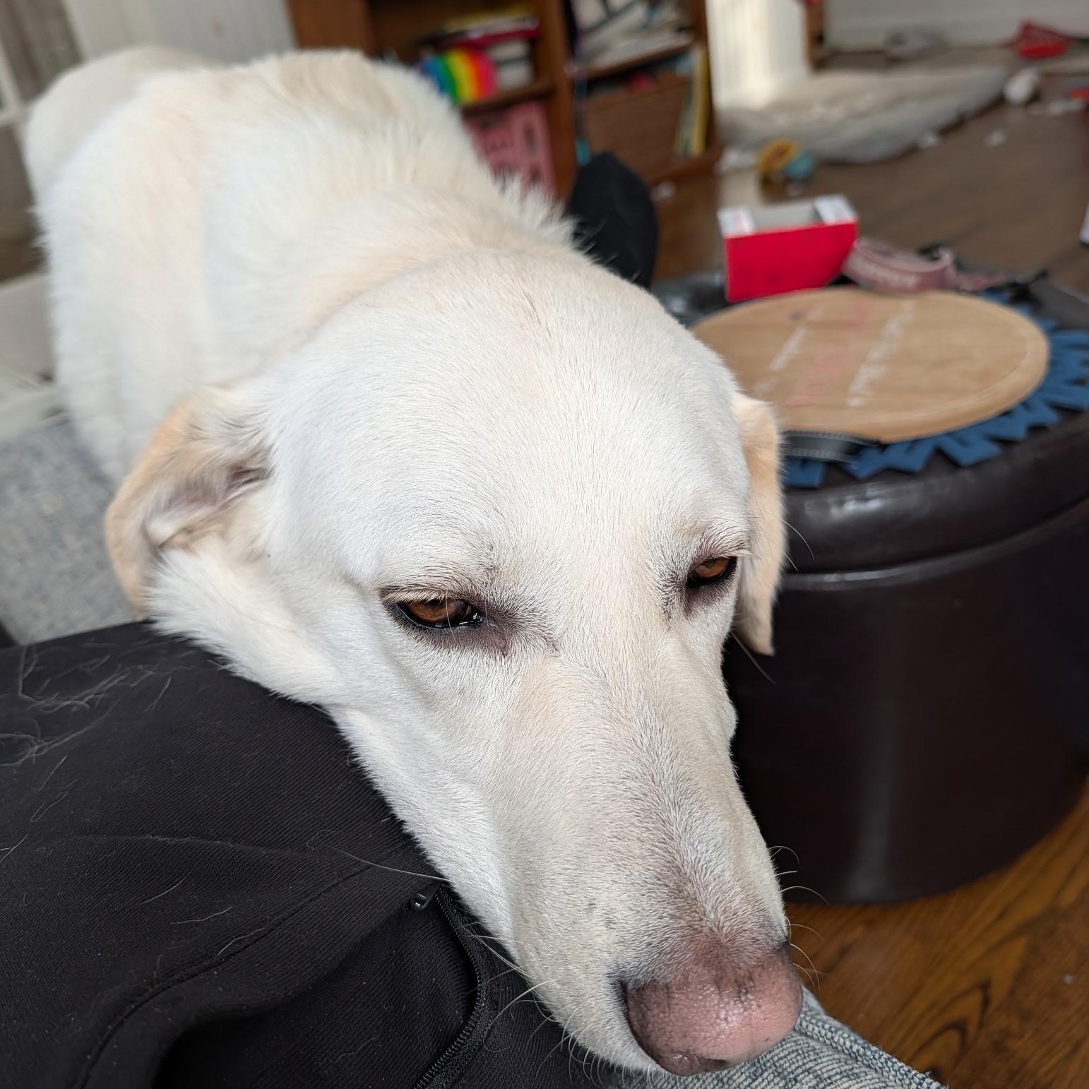 Ozzy, a Adoptable mixed breed in Simsbury, CT image 5/6