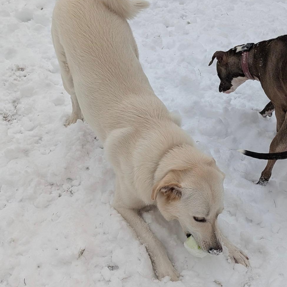 Ozzy, a Adoptable mixed breed in Simsbury, CT image 6/6
